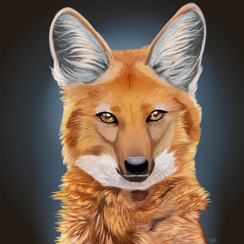 Maned Wolf